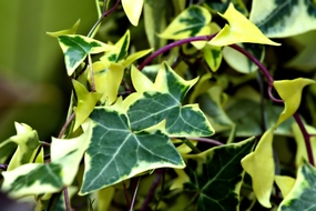 绿色野生常春藤植物摄影图片